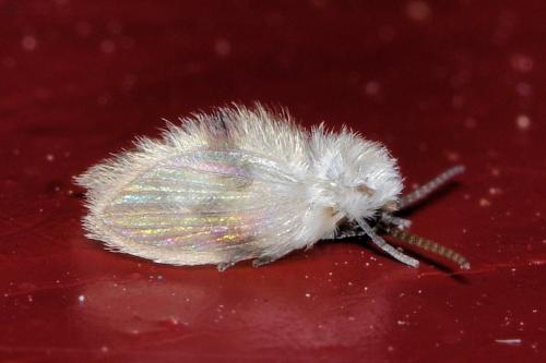 Psychoda surcoufi